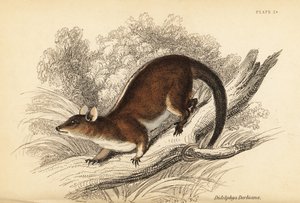 Derby gyapjas oposszum, Caluromys derbianus. ,1841 (metszet)