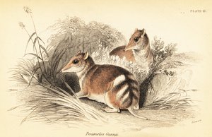 Keleti barred bandicoot, Perameles gunnii., 1841 (metszet)