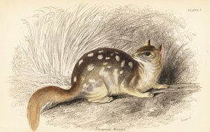 Keleti quoll, Dasyurus mosómedve. Veszélyeztetett. ,1841 (metszet)
