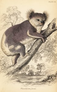 Koala, Phascolarctos cinereus., 1841 (metszet)