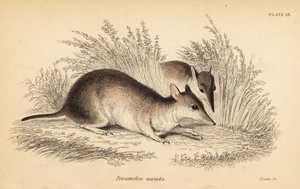 Hosszú orrú bandikóta, Perameles nasuta., 1841 (metszet)