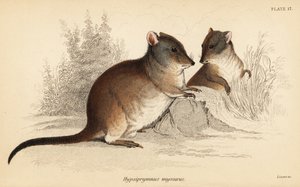 Hosszú orrú potoroo, Potorous tridactylus tridactylus.,1841 (metszet)