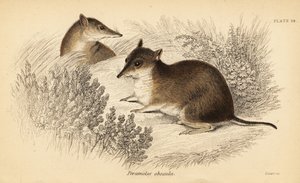 Déli barna bandicoot, Isoodon obesulus. Veszélyeztetett. ,1841 (metszet)