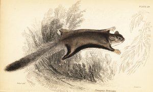 Cukorsikló, Petaurus breviceps.,1841 (metszet)