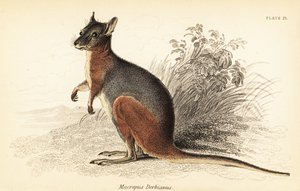 Tammar wallaby, Macropus eugenii., 1841 (metszet)