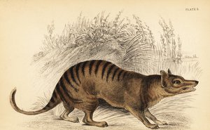 Tasmán tigris, Thylacinus cynocephalus. Kihalt. ,1841 (metszet)