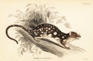 Tigris quoll, Dasyurus maculatus., 1841 (metszet)