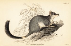 Tuan vagy közönséges wambenger, Phascogale tapoatafa. ,1841 (metszet)