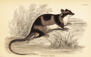Vízi oposszum vagy yapok, Chironectes minimus. ,1841 (metszet)