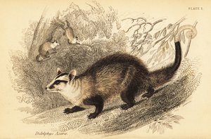 Fehérfülű oposszum, Didelphis albiventris. ,1841 (metszet)