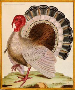 Törökország, a "Histoire Nouvelles des Oiseaux"-ból, 1771-86
