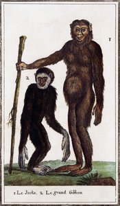 Jocko, csimpánz vagy gibbon, a Histoire naturelle illusztrációja, Georges-Louis Leclerc Buffon grófja (1707-1788), akvarell metszet