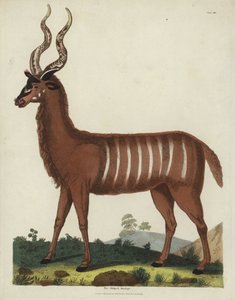 A csíkos antilop