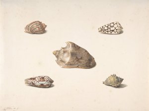 Five Shells, n.d.