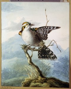 "Egy kis madár" (Kismadár) Georgius Jacobus Johannes van Os (1782-1861) akvarellje 1798 Puskin Múzeum, Moszkva