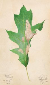 Tölgylevél széli hernyó..., 20. század eleje. alkotó: Gerald H. Thayer