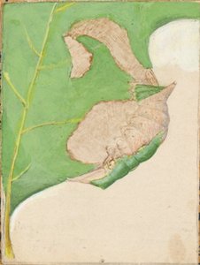 Tölgylevél széli hernyó..., 20. század eleje. alkotó: Gerald H. Thayer
