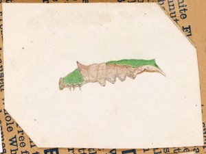 Oak Leaf Edge Caterpillar, tanulmány a Concealing Coloration in the Animal Kingdom című könyvhöz alkotó: Gerald H. Thayer