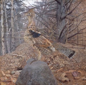 Hím fajdfajd az erdőben, 1907-08 alkotó: Gerald Thayer