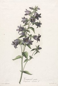 Természetből merített virágok: Harangvirág, c. 1800. alkotó: Gerard van Spaendonck