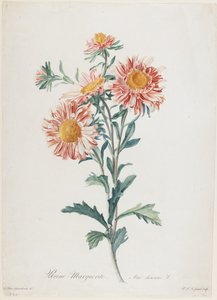 Reine-Marguerite, a Fleurs Dessinees d