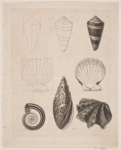 Palatábla csigákkal alkotó: Gerhard Ludvig Lahde