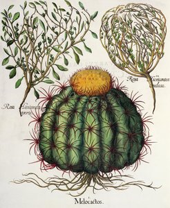 1.Melocactus; 2.Rosa Hiericontea 3. Rosa Hiericontea, a Hortus Eystettensisből, Basil Besler (1561-1629), pub. 1613 alkotó: German School
