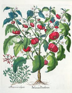 1. Solanum gyümölcs 2. Amaracus vulgaris, a Hortus Eystettensisből, Basil Beslertől (1561-1629), pub. 1613 alkotó: German School