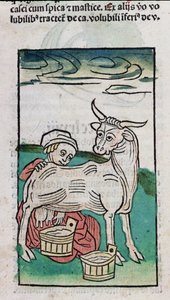 Tehenet fejő szobalány, 1491 (színes fametszet) alkotó: German School