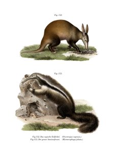 Aardvark, 1860 alkotó: German School