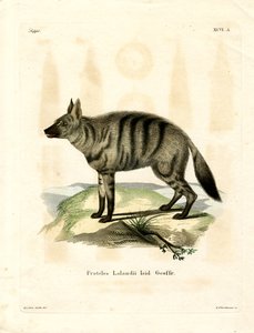 Aardwolf (színes metszet) alkotó: German School