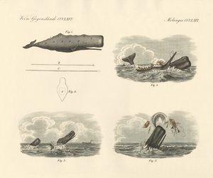 Az életmódról és a nagyfejű trombitabálna vagy cachalot elfogásáról (színes metszet) alkotó: German School