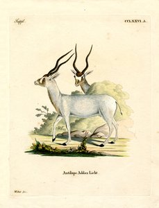 Addax Antilop (színes metszet) alkotó: German School