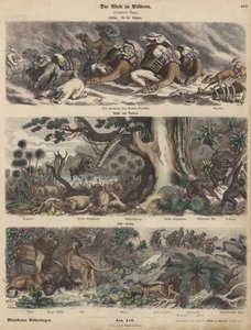 Afrika: homokviharba került karaván a Szaharában; Guinea partjai; Dél-Afrika (színes metszet) alkotó: German School