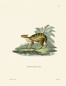 Afrikai Chevrotain (színes gravírozás) alkotó: German School