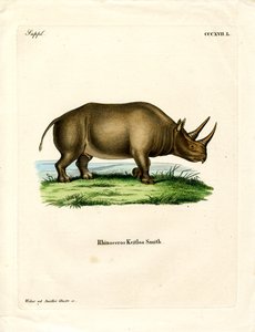 Afrikai orrszarvú (színes metszet) alkotó: German School