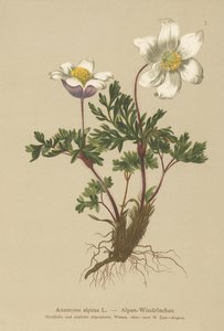 Alpesi kökörcsin (Anemone alpina, Pulsatilla alpina) alkotó: German School