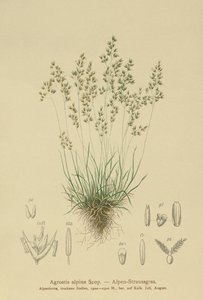 alpesi búzafű (Agrostis alpina, Aira flavescens) alkotó: German School