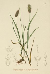alpesi macskafarkú (Phleum alpinum) alkotó: German School