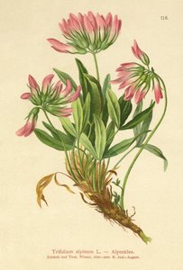 Alpesi lóhere (Trifolium alpinum) alkotó: German School