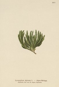 Alpesi moha (Lycopodium alpinum, Diphasiastrum alpinum) alkotó: German School