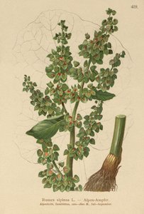 Alpesi dokk (Rumex alpinus) alkotó: German School