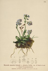 Alpesi nefelejcs (Myosotis alpestris, Myosotis silvatica) alkotó: German School