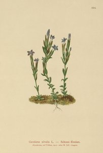 alpesi tárnics (Gentiana nivalis) alkotó: German School