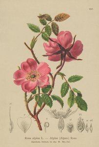 Alpesi sövényrózsa (Rosa alpina, Rosa pendulina) alkotó: German School