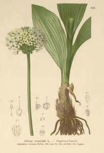 Alpesi póréhagyma (Allium victorialis, Allium victoriale, Onion winneralis, Geboscon triphylum, Allium plantagineum, Allium anguinum) alkotó: German School