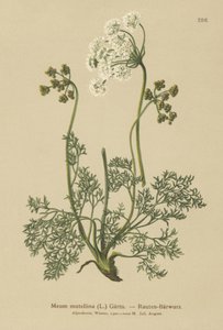 Alpine Lovage (My mutellina, Ligusticum mutellina) alkotó: German School