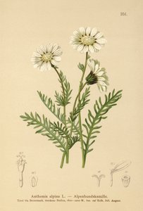 alpesi majális (Anthemis alpina, Achillea oxyloba subsp. schuri) alkotó: German School