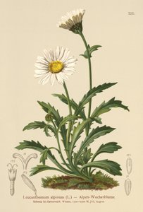 Alpesi holdkóros (Leucanthemum alpinum, Leucanthemopsis alpina, Chrysanthemum alpinum, Tanacetum alpinum) alkotó: German School