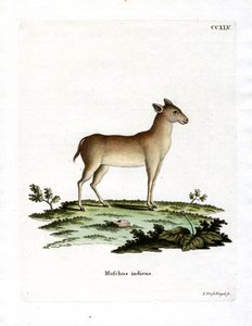Alpesi pézsmaszarvas (színes metszet) alkotó: German School